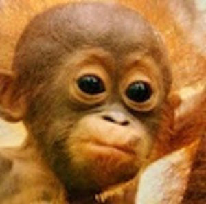 Meet your Posher, 2muchtanga